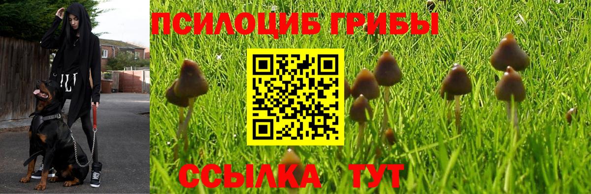 Псилоцибиновые грибы GOLDEN TEACHER Коркино